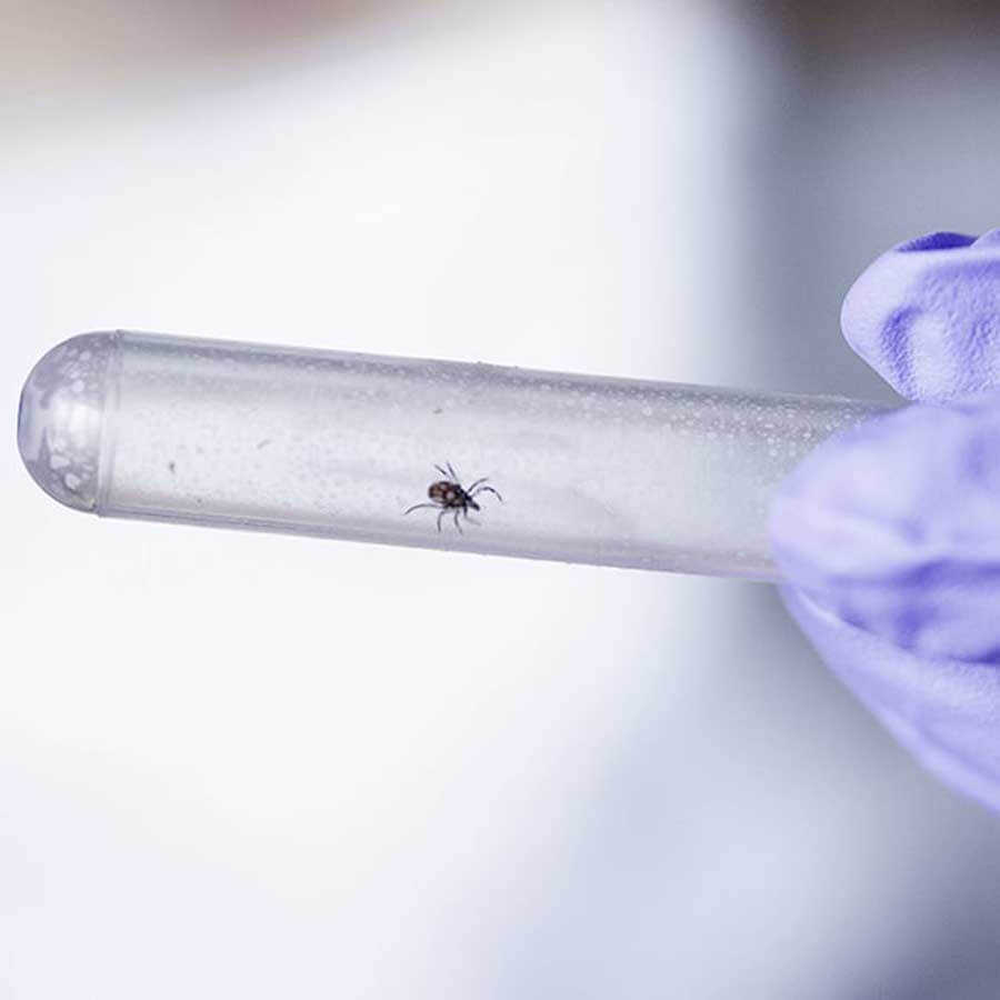 Pyramid Lyme Disease Test Kit + Tick Remover