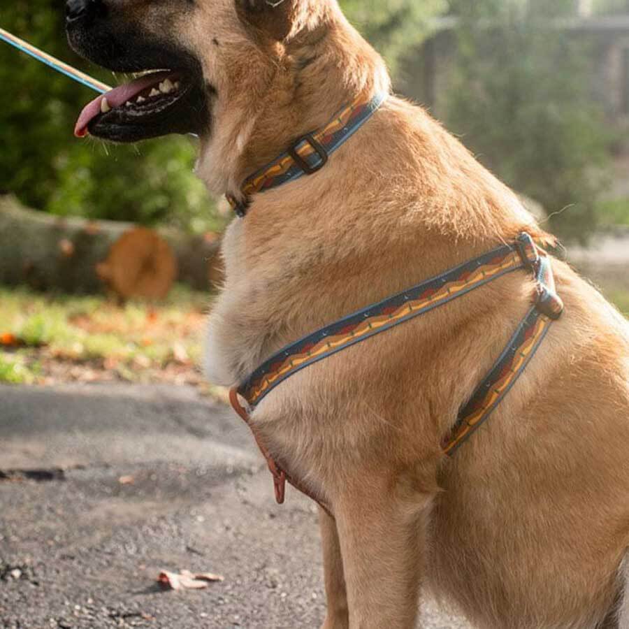United By Blue Woven Dog Harness Adjustable Pet Harness