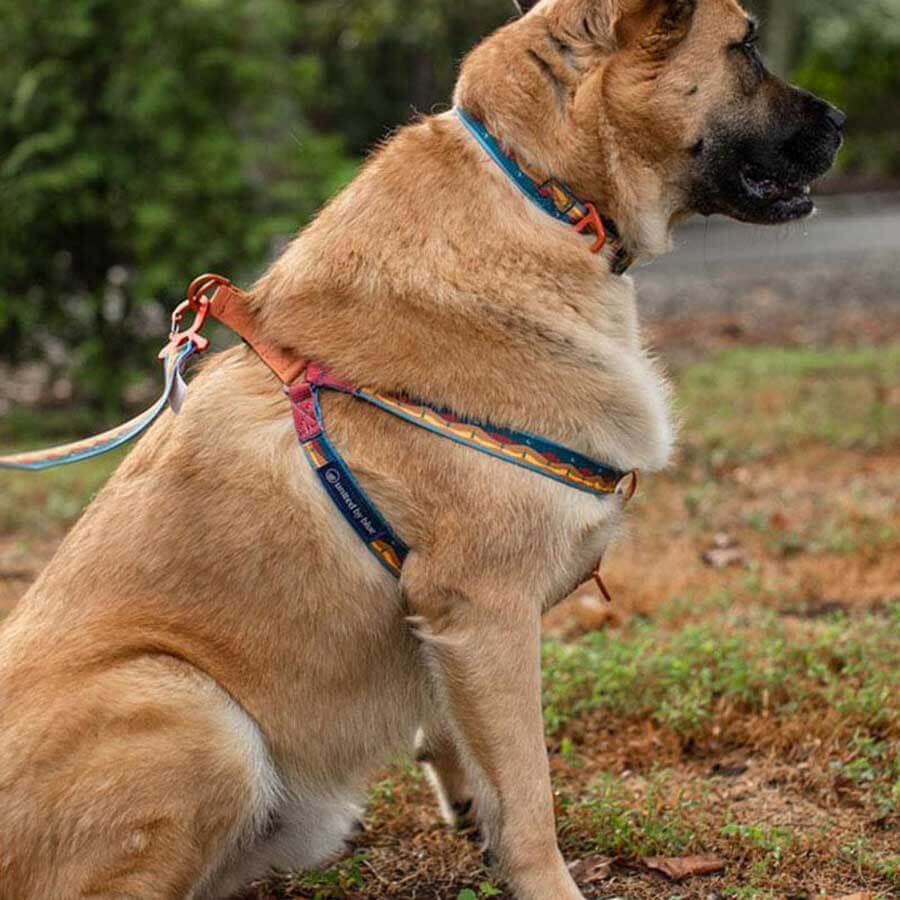United By Blue Woven Dog Harness Adjustable Pet Harness