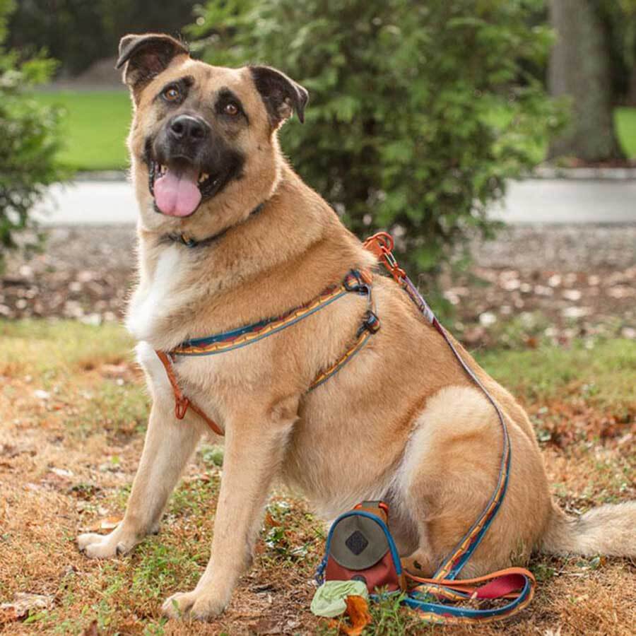 United By Blue Woven Dog Harness Adjustable Pet Harness