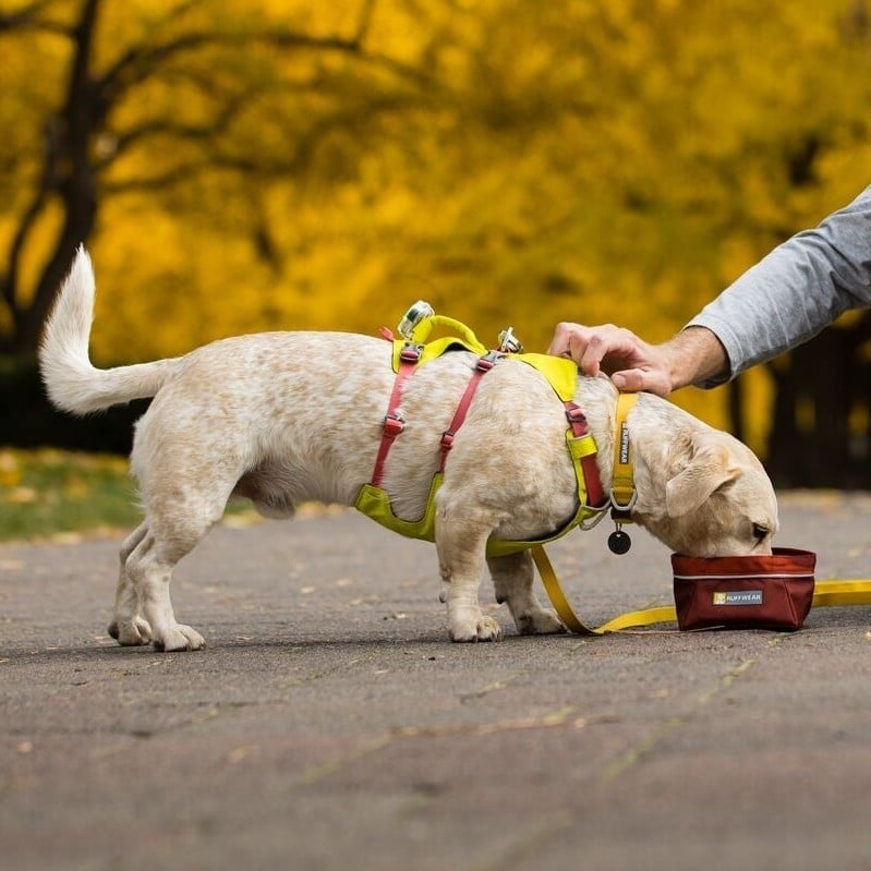 Ruffwear Flagline Dog Walking | Absolute-Snow