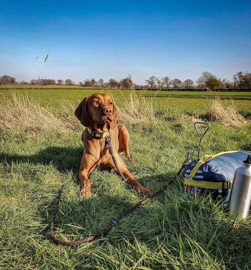 Long Paws Rope Training Leash Multi-Function Dog Lead